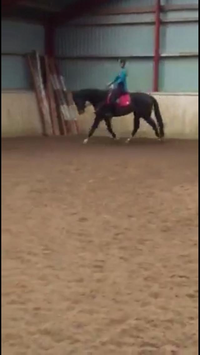 Dansk Varmblod Kypergårdens talent billede 2