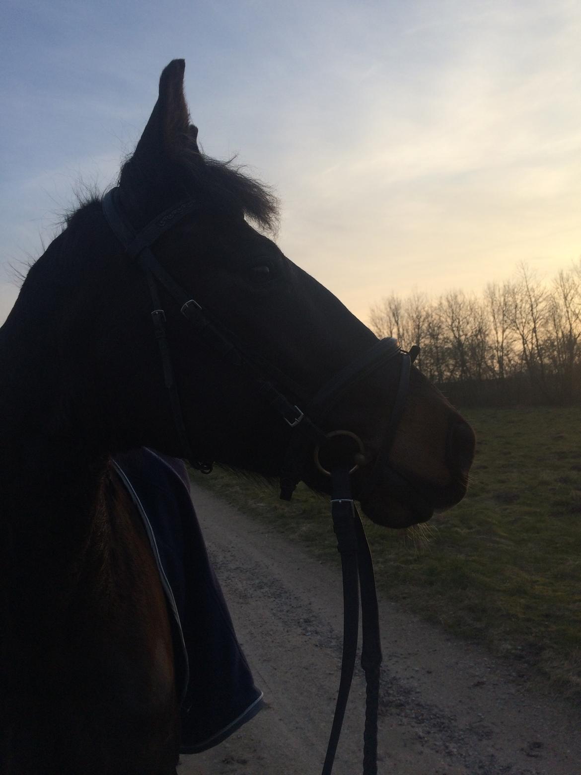 Dansk Varmblod Kypergårdens talent billede 3