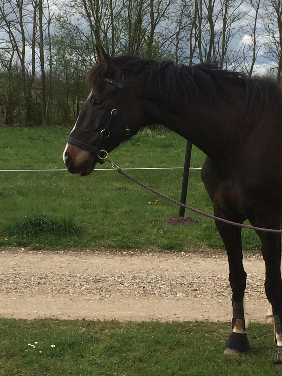Dansk Varmblod Kypergårdens talent billede 4