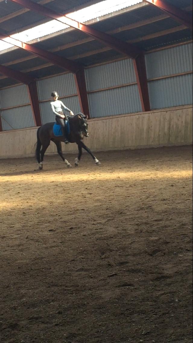 Dansk Varmblod Kypergårdens talent billede 5