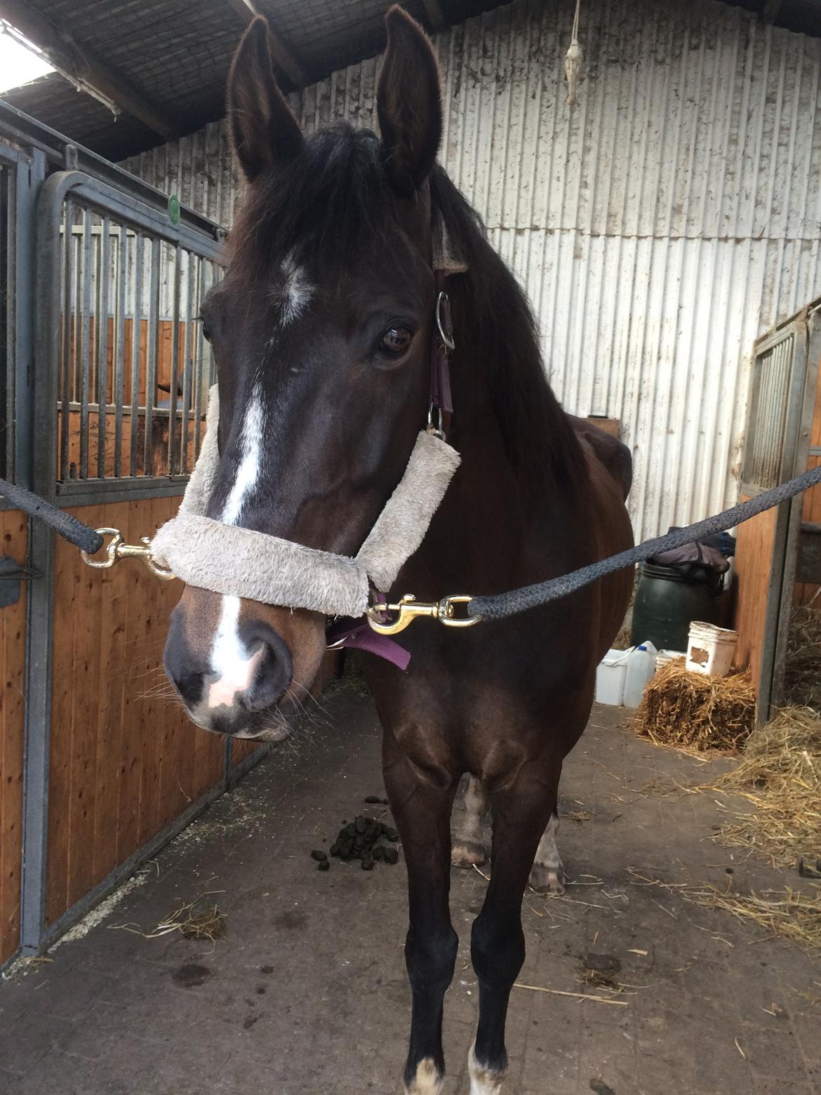 Dansk Varmblod Kypergårdens talent billede 6