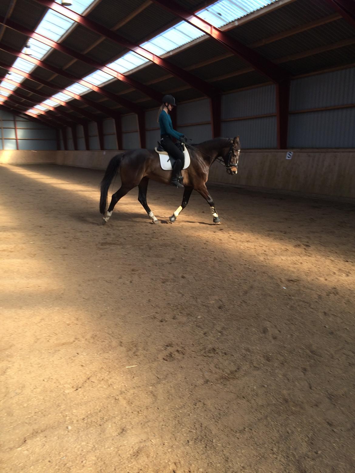 Dansk Varmblod Kypergårdens talent billede 7