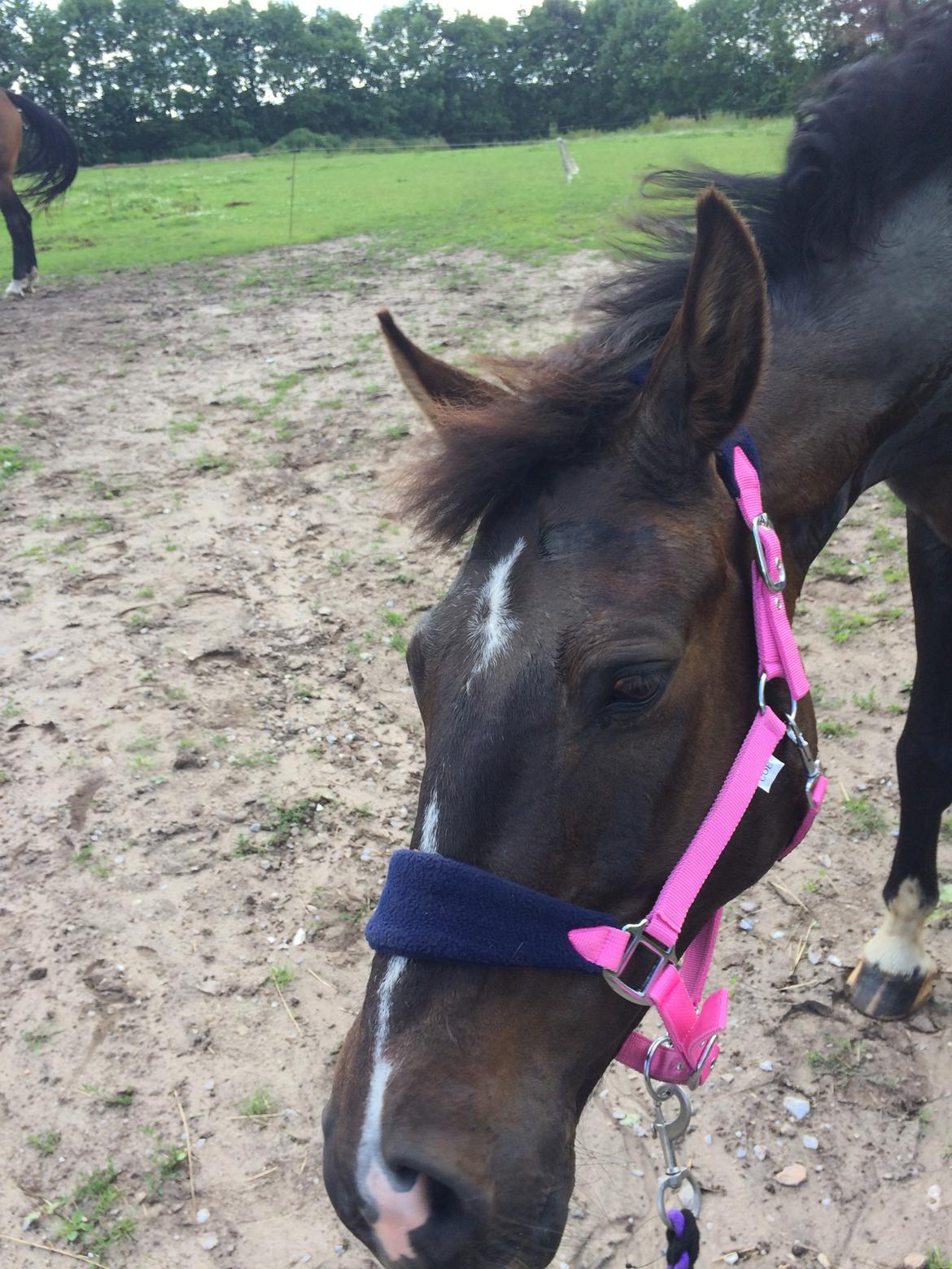 Dansk Varmblod Kypergårdens talent billede 8