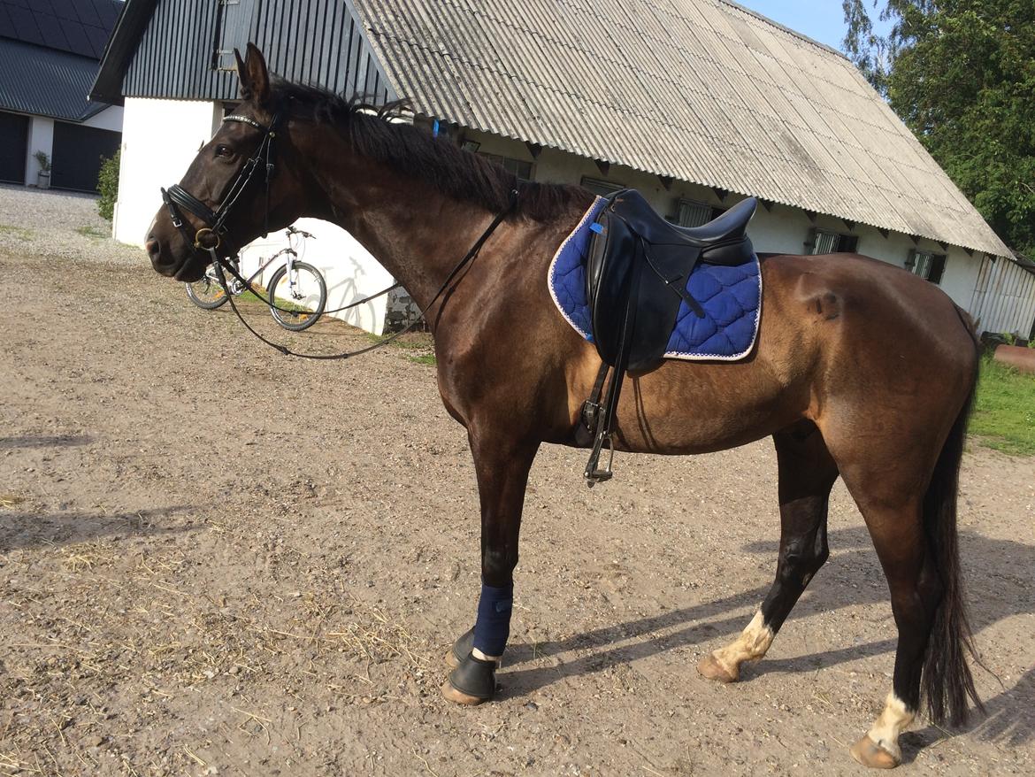 Dansk Varmblod Kypergårdens talent billede 9