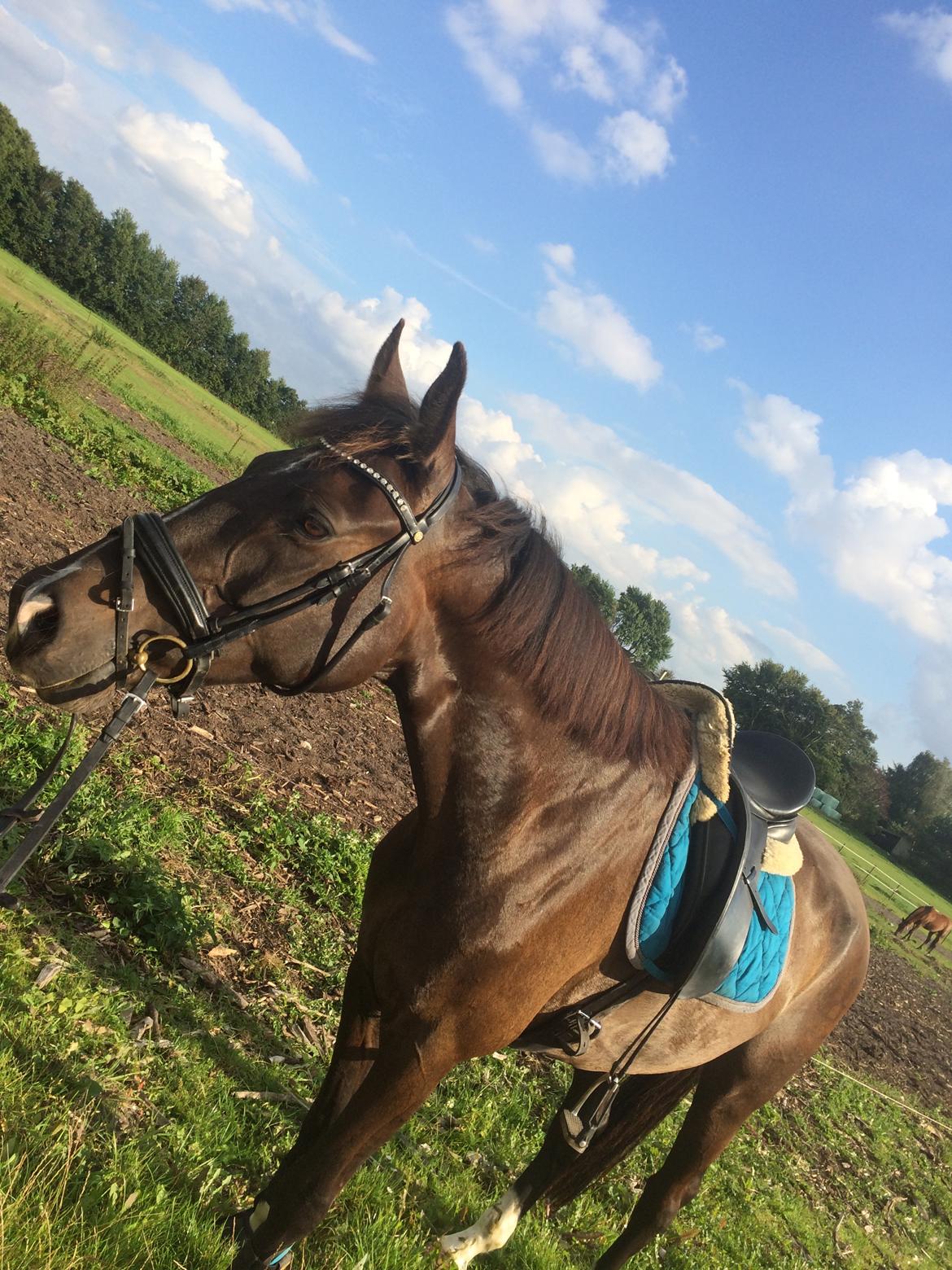 Dansk Varmblod Kypergårdens talent billede 10