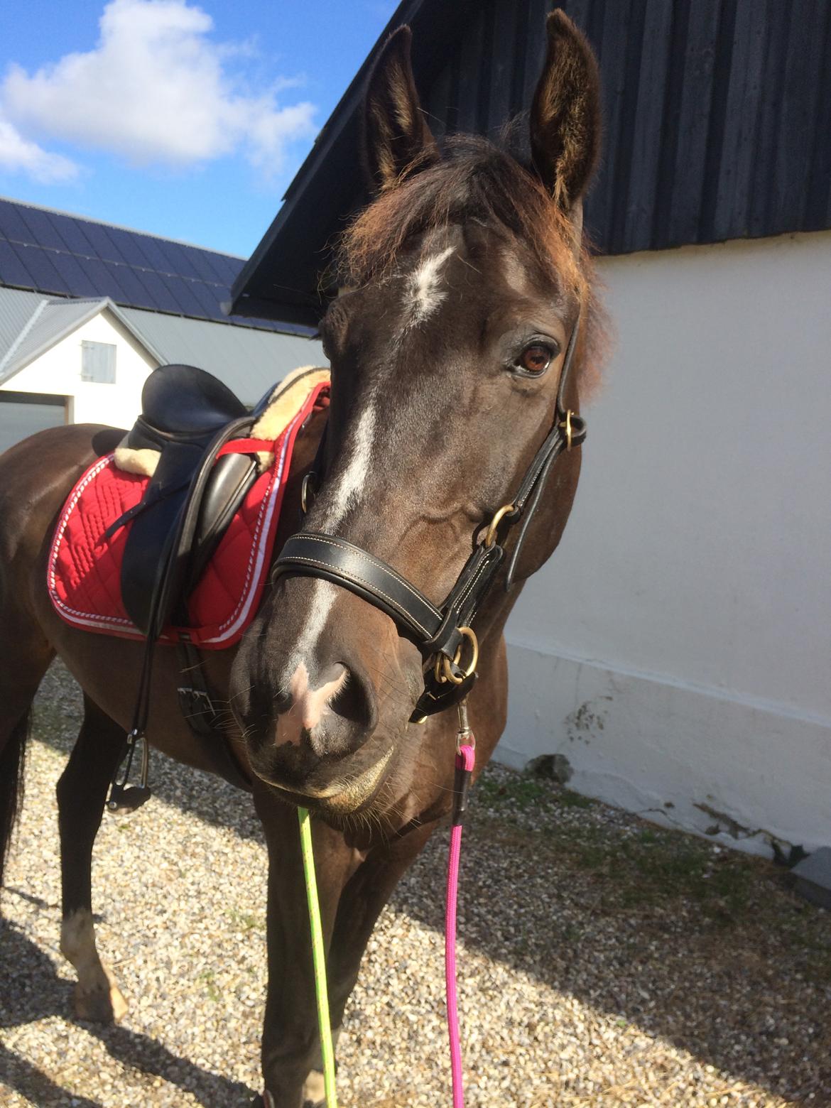 Dansk Varmblod Kypergårdens talent billede 11