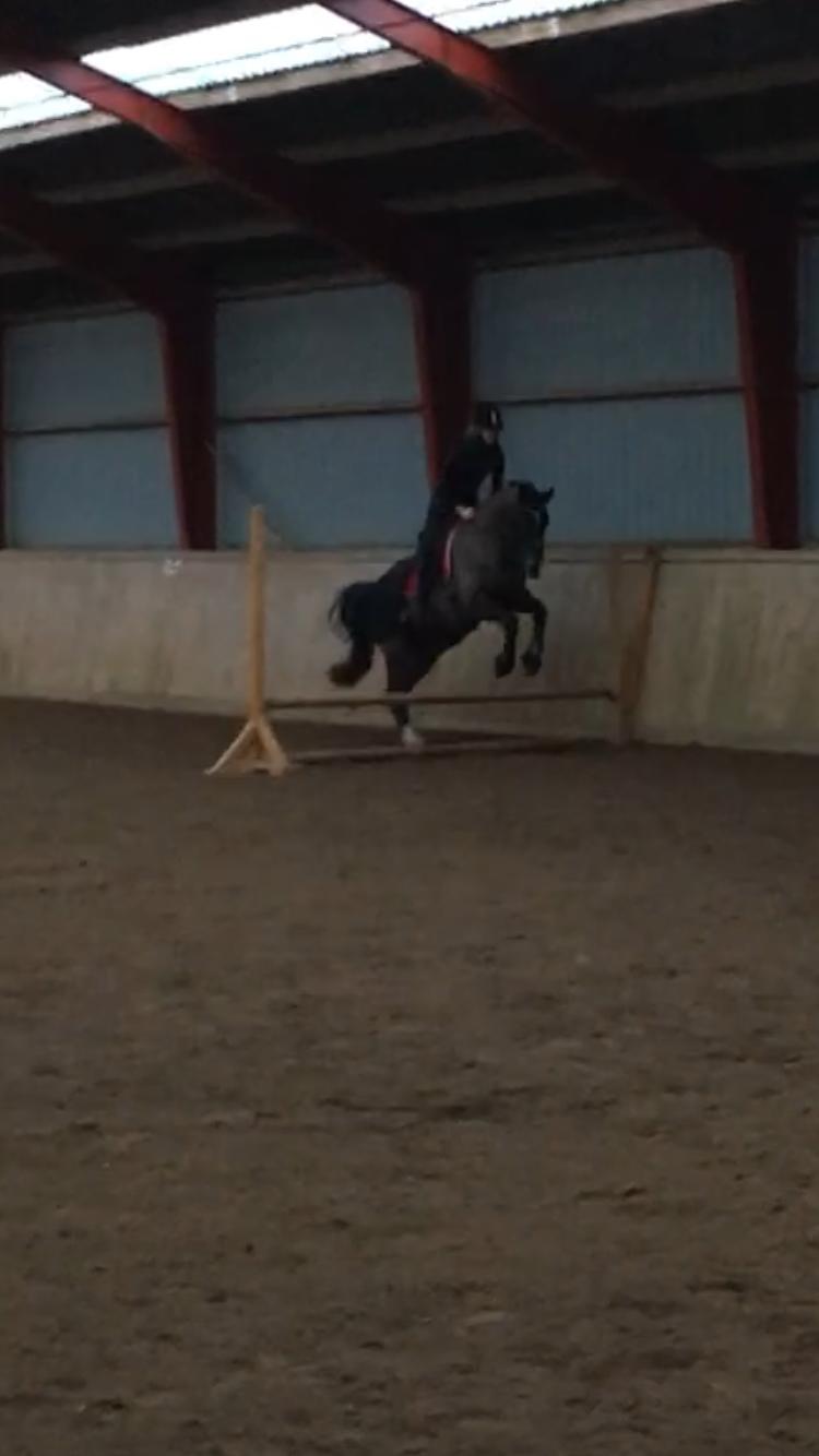 Dansk Varmblod Kypergårdens talent billede 12