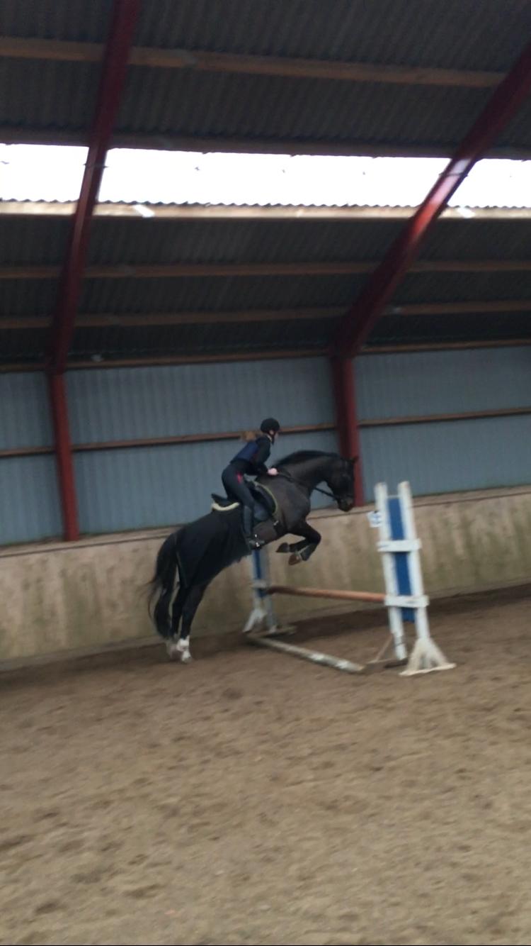 Dansk Varmblod Kypergårdens talent billede 13