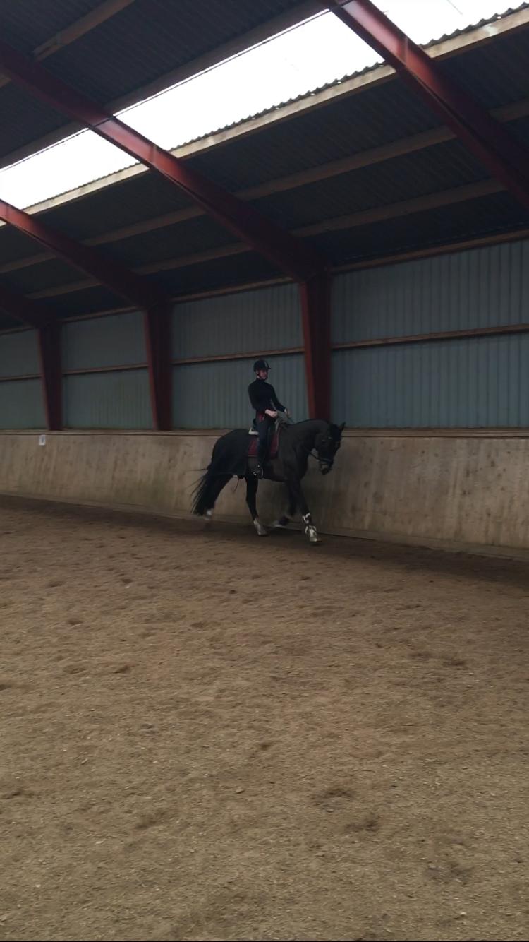 Dansk Varmblod Kypergårdens talent billede 14