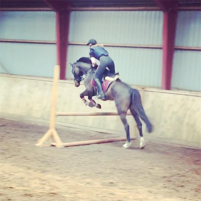 Dansk Varmblod Kypergårdens talent billede 15