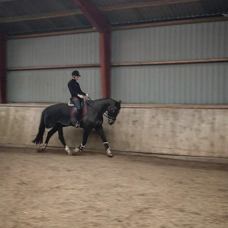 Dansk Varmblod Kypergårdens talent billede 16