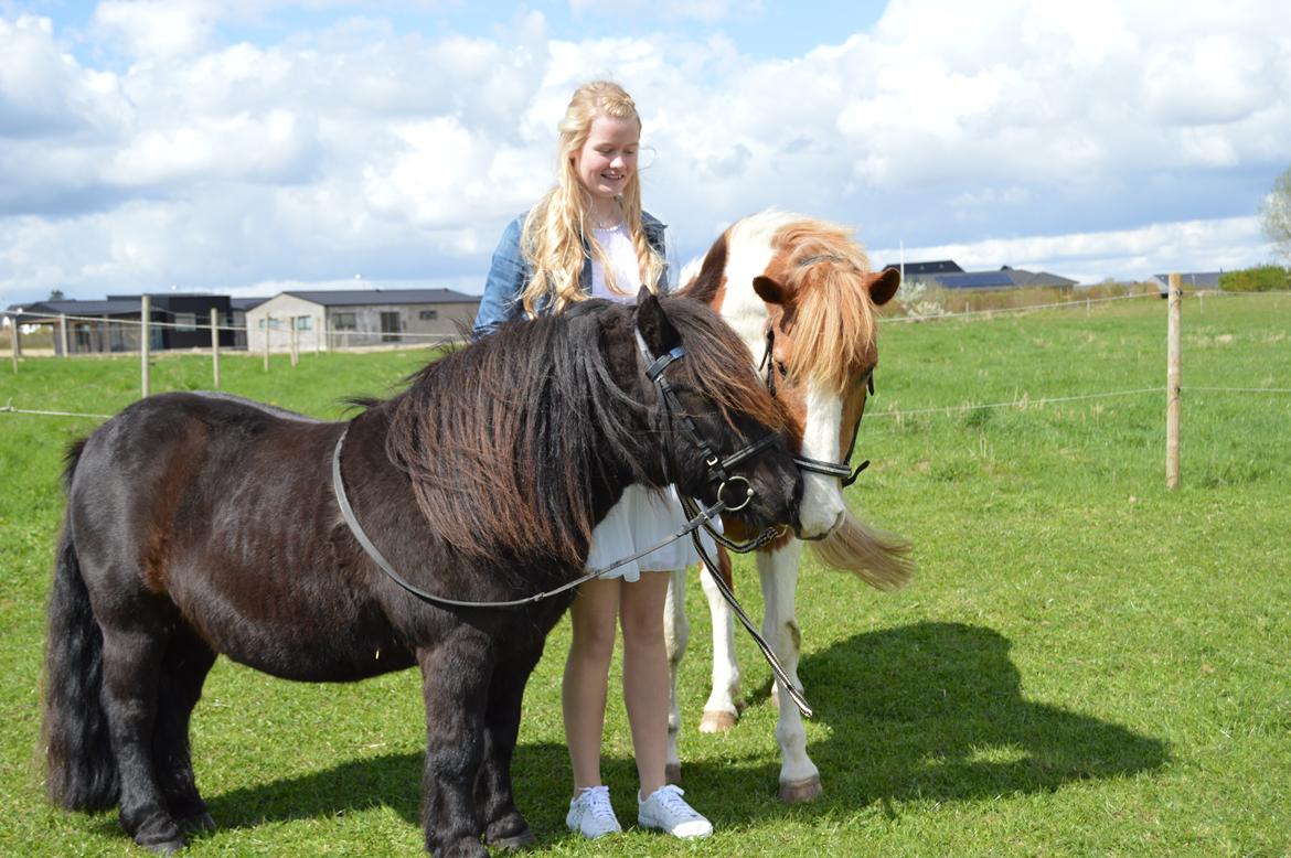 Shetlænder Mill Of Towie Country Lad billede 32