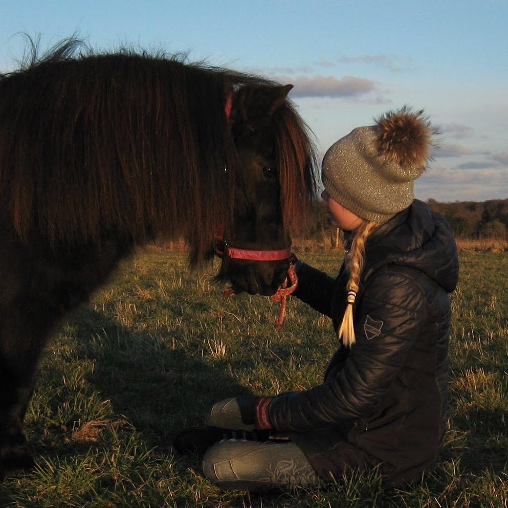 Shetlænder Mill Of Towie Country Lad billede 35