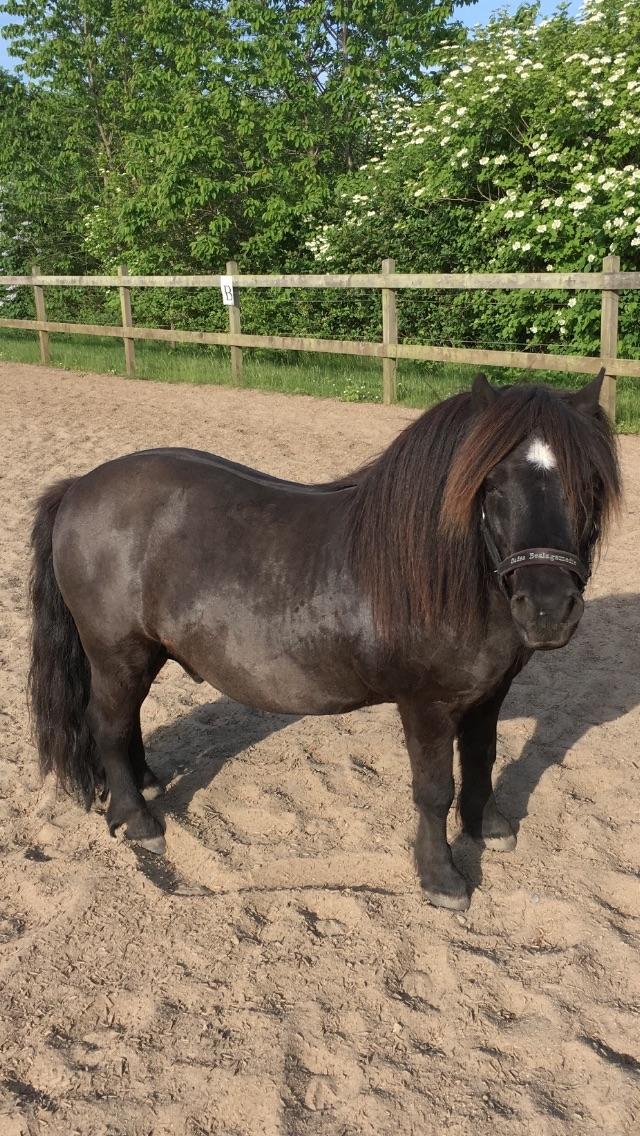 Shetlænder Mill Of Towie Country Lad billede 33