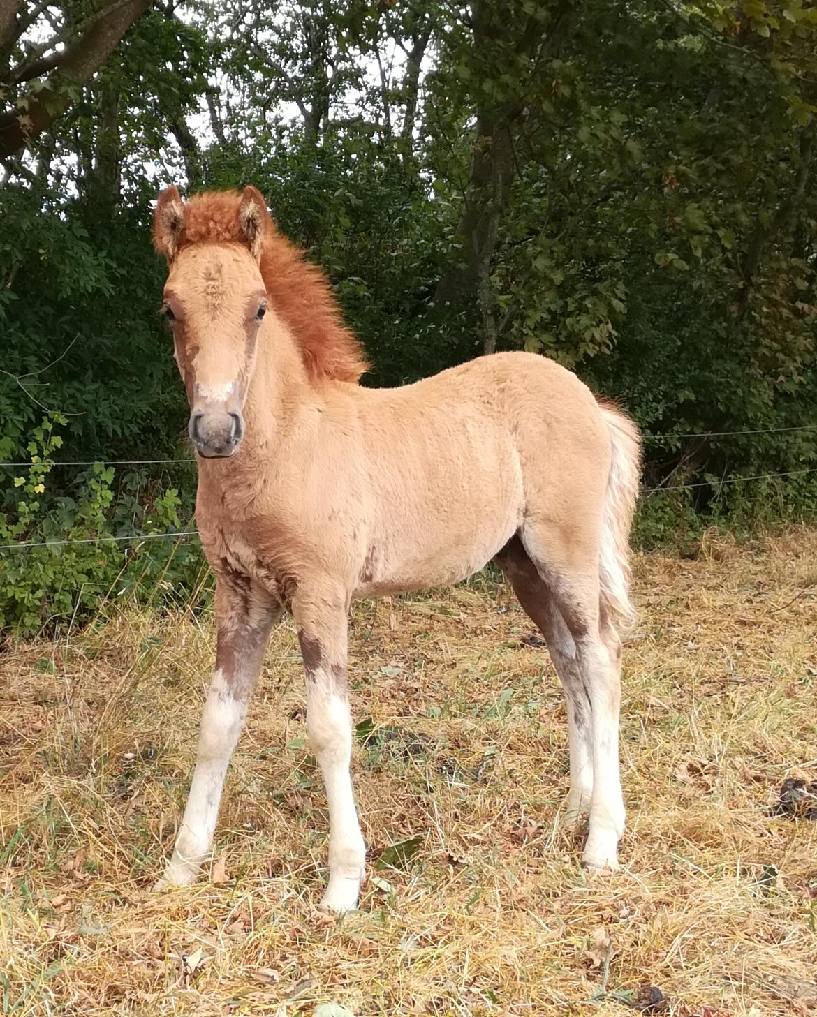 Islænder Gjafar fra Østervang billede 3