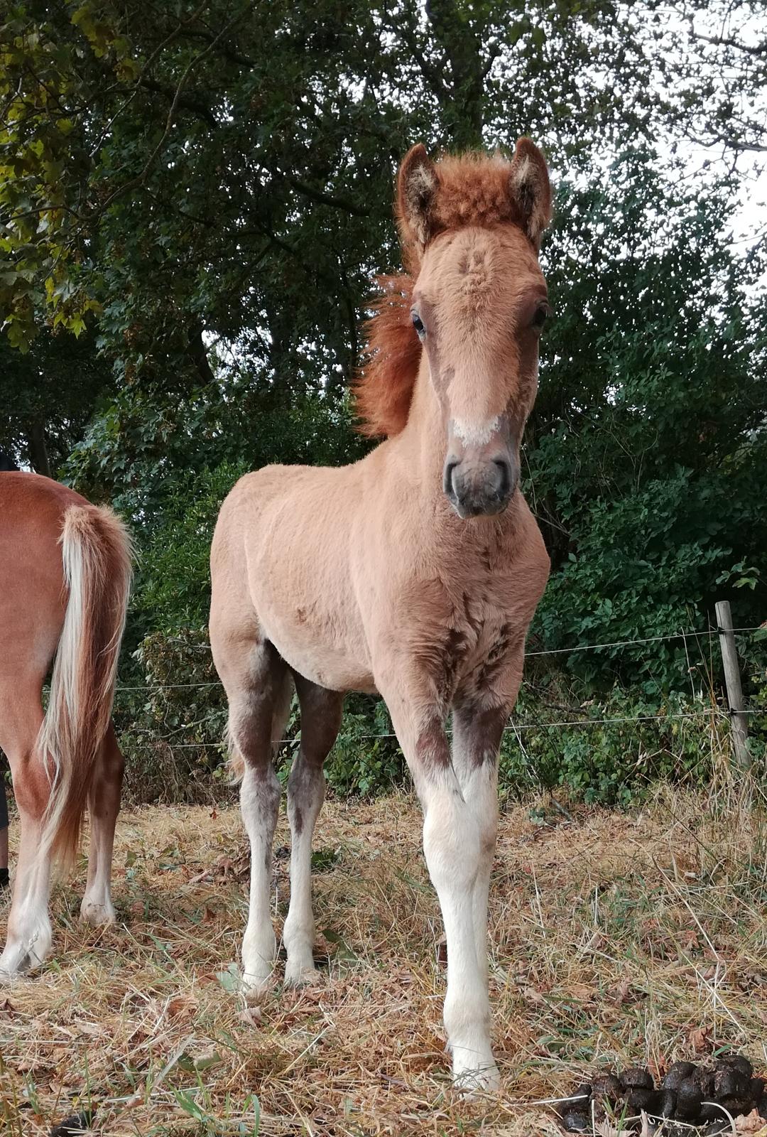 Islænder Gjafar fra Østervang billede 15