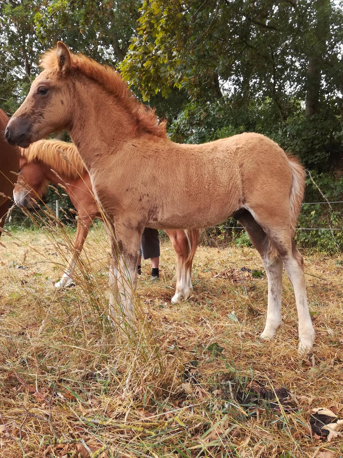 Islænder Gjafar fra Østervang billede 8