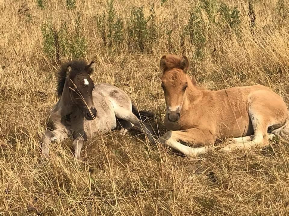 Islænder Gjafar fra Østervang billede 11