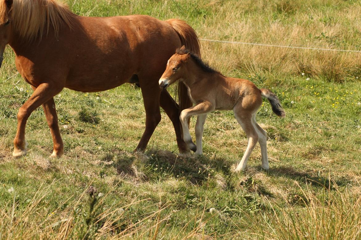 Islænder Sóldögg fra Vang billede 4