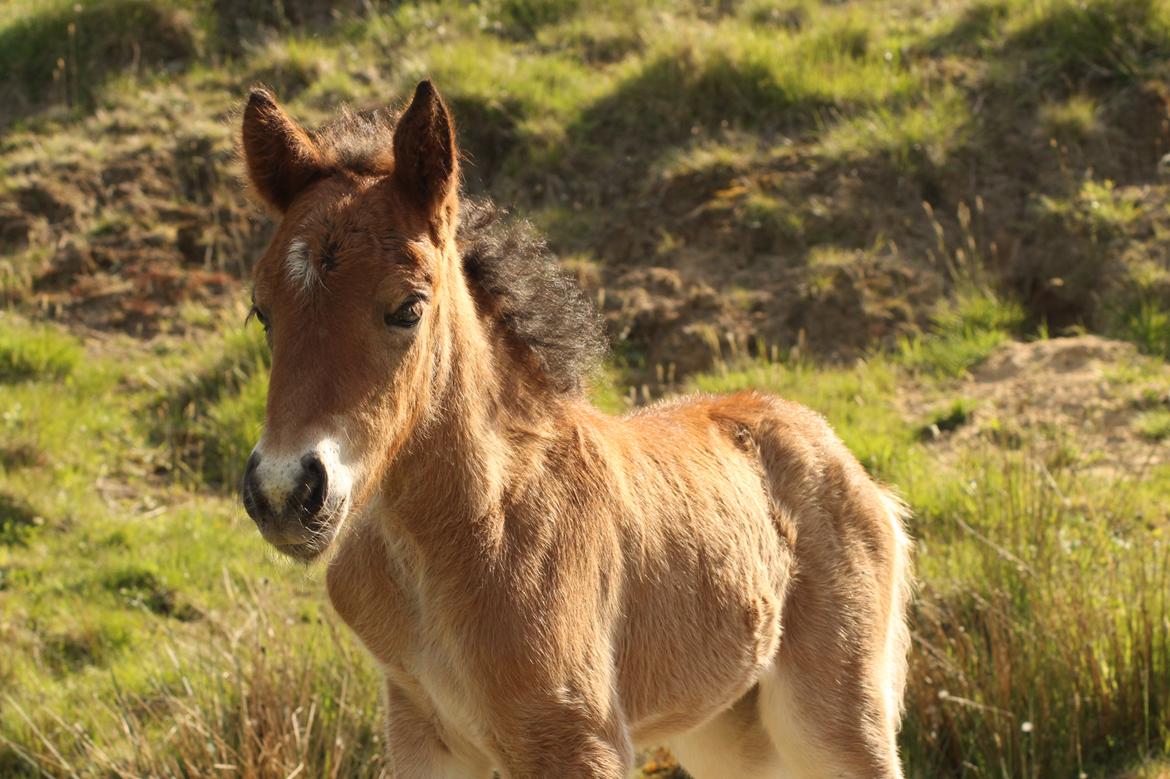 Islænder Sóldögg fra Vang billede 1