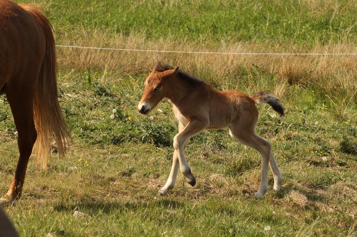 Islænder Sóldögg fra Vang billede 3