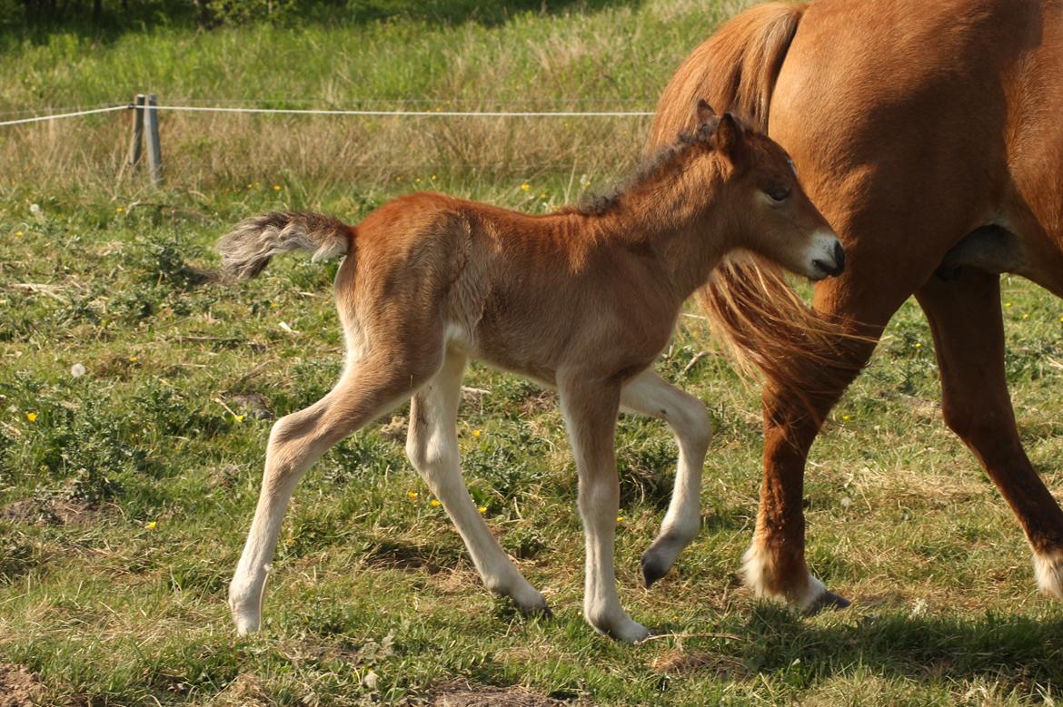 Islænder Sóldögg fra Vang billede 5