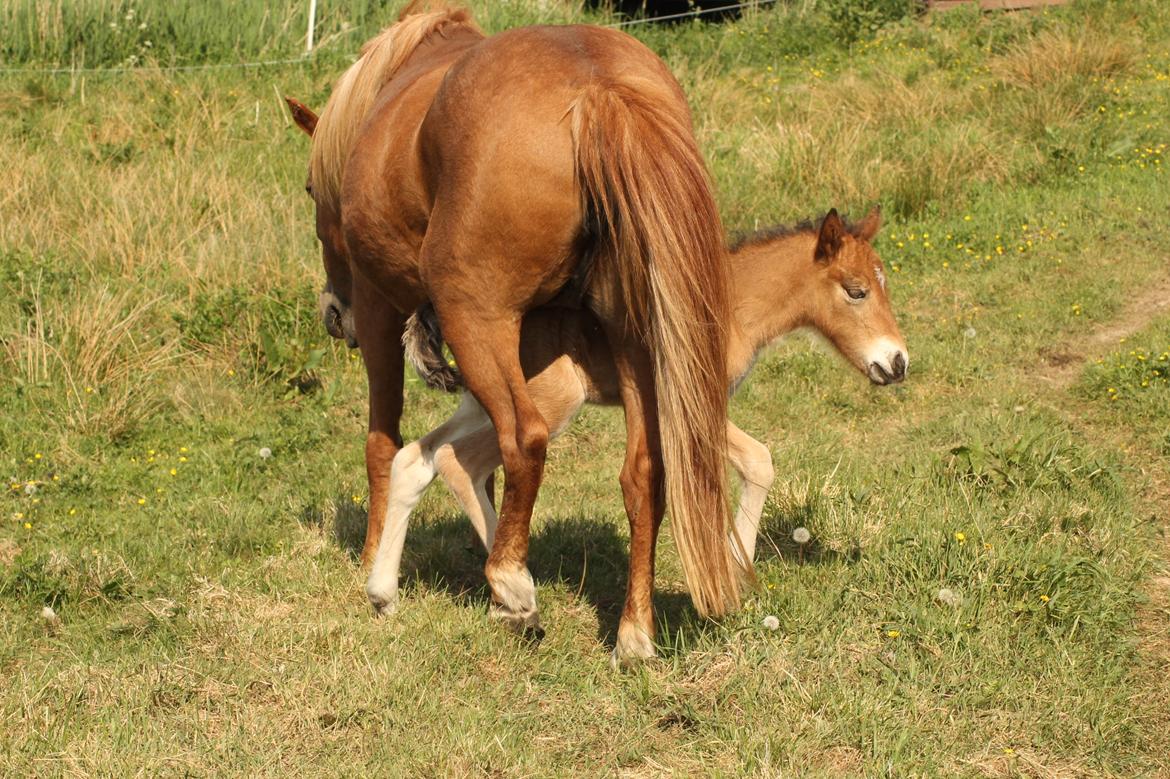 Islænder Sóldögg fra Vang billede 6