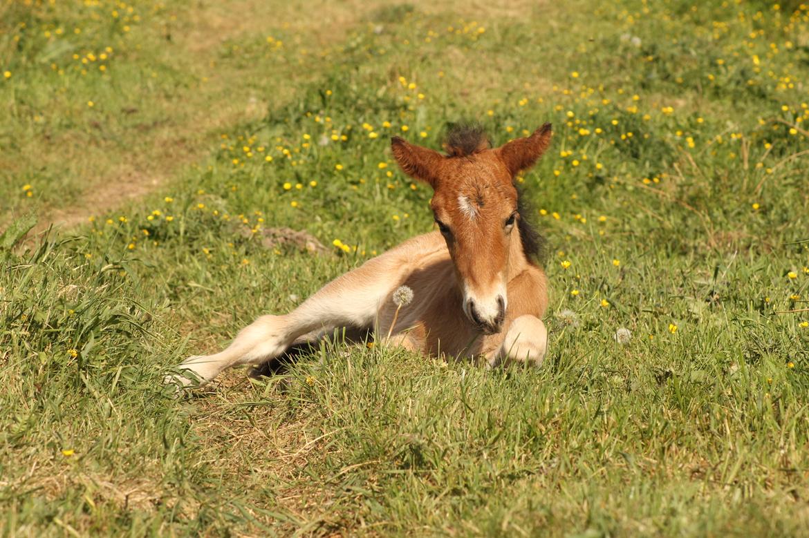 Islænder Sóldögg fra Vang billede 7