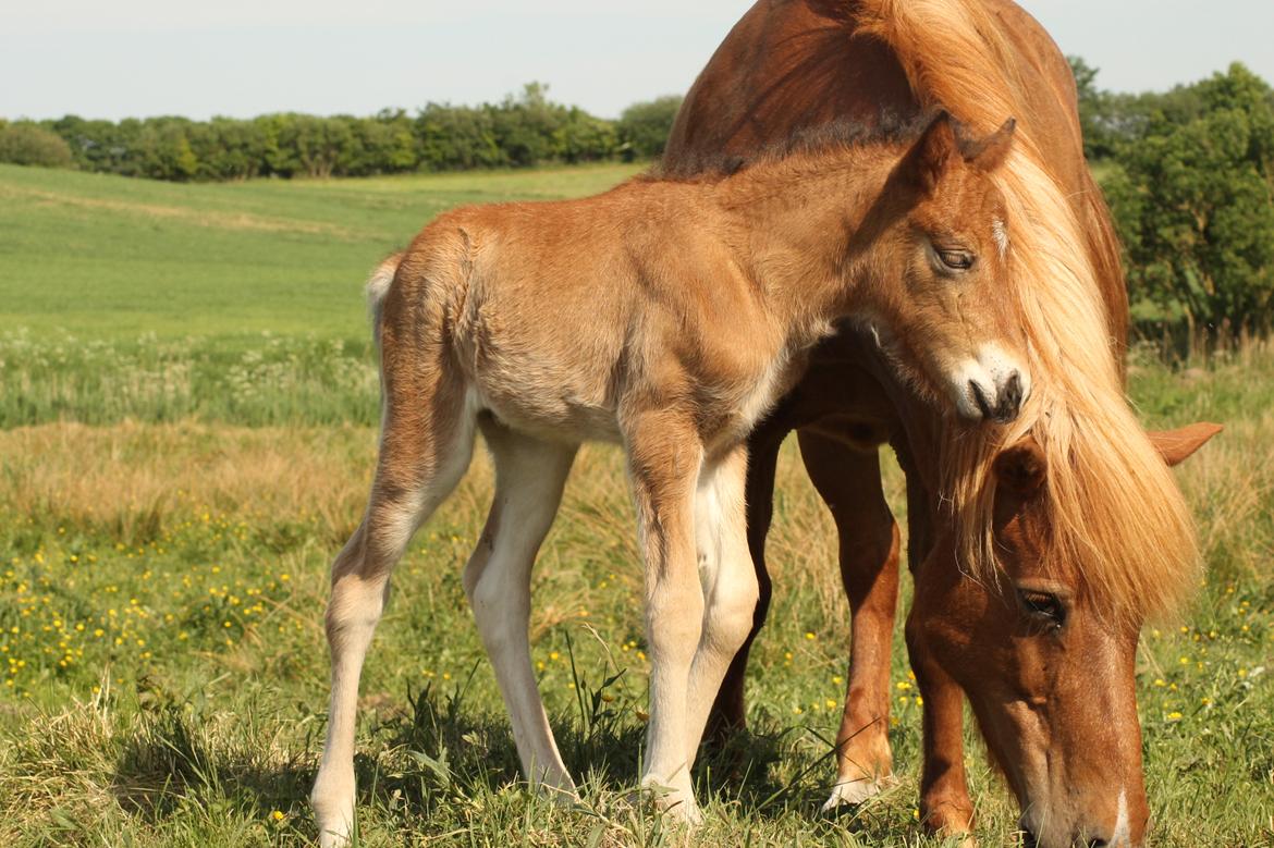 Islænder Sóldögg fra Vang billede 8