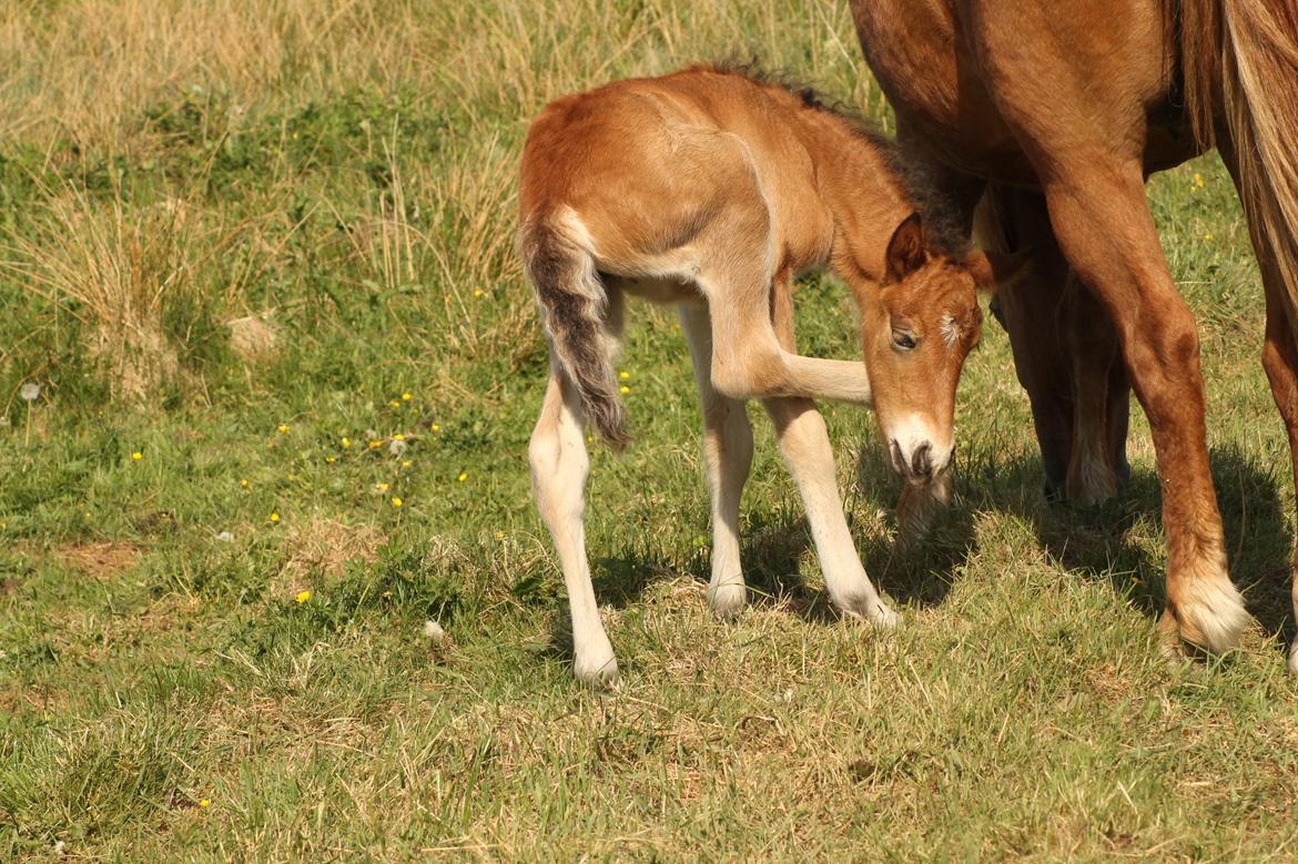 Islænder Sóldögg fra Vang billede 9