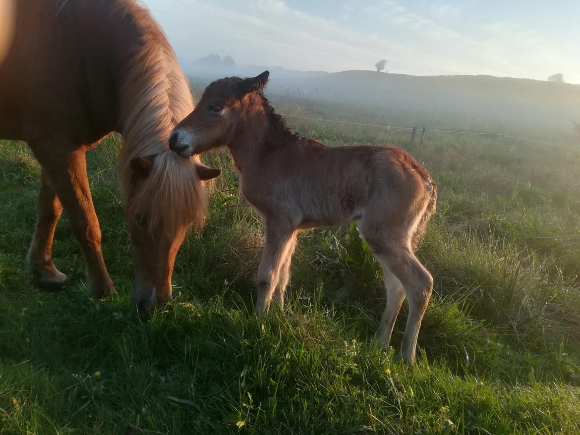 Islænder Sóldögg fra Vang - Tidlig morgenstund med kraftig dug og morgendis har givet anledning til navnet Sóldögg - soldug billede 2