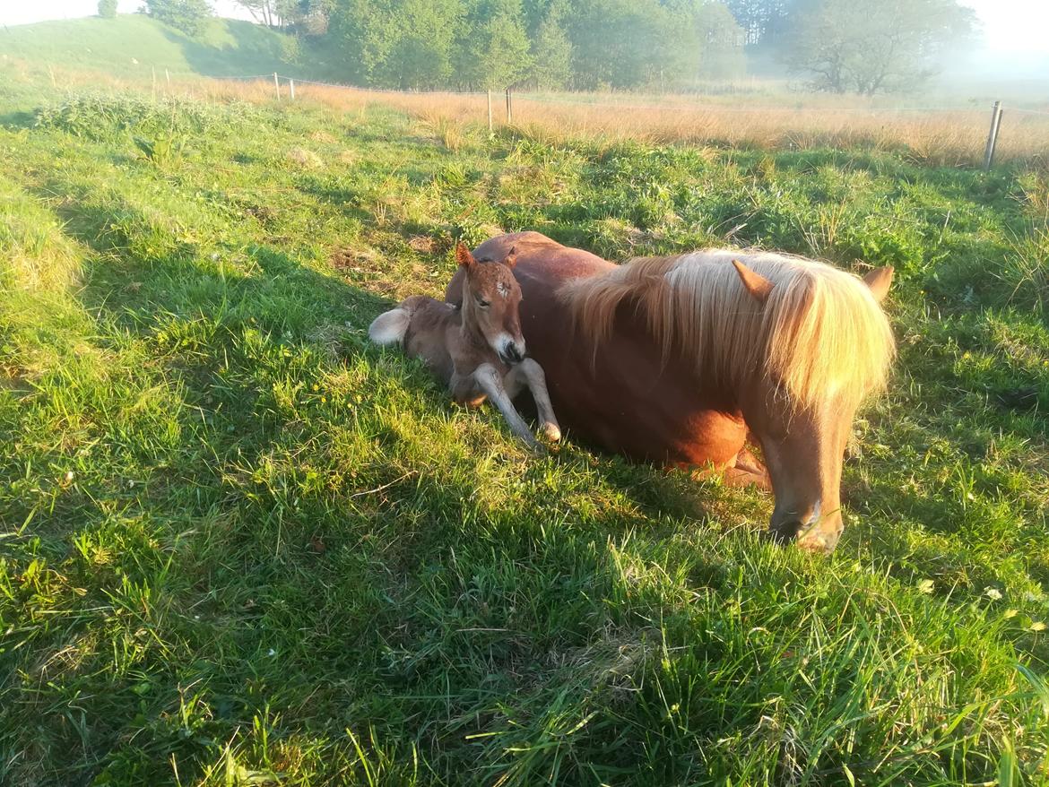 Islænder Sóldögg fra Vang billede 10