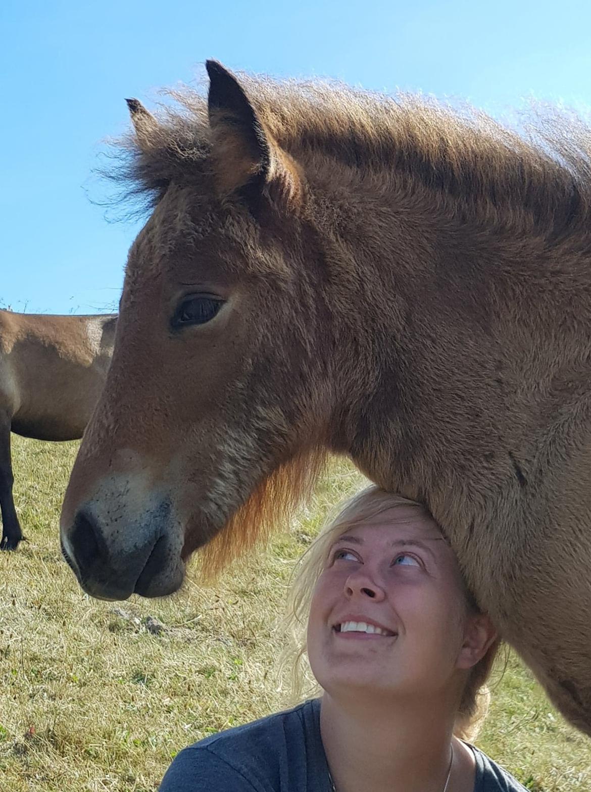 Islænder Sóldögg fra Vang billede 12