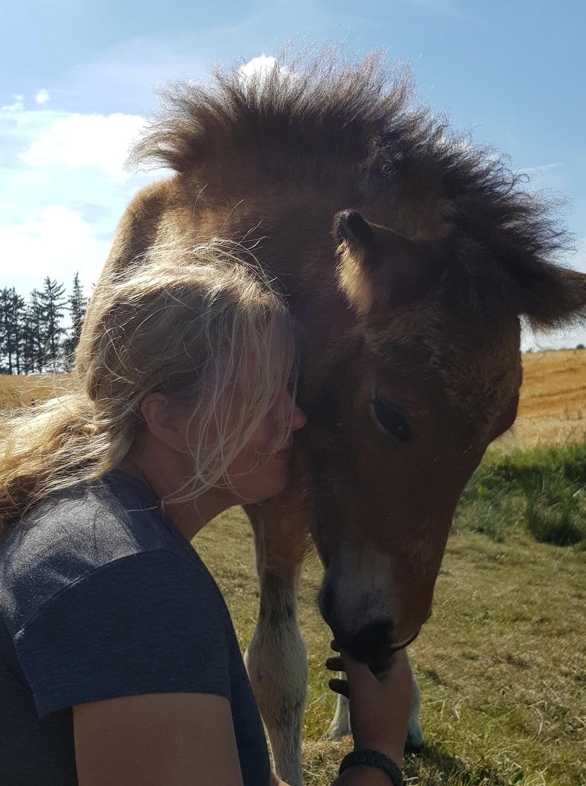 Islænder Sóldögg fra Vang billede 13