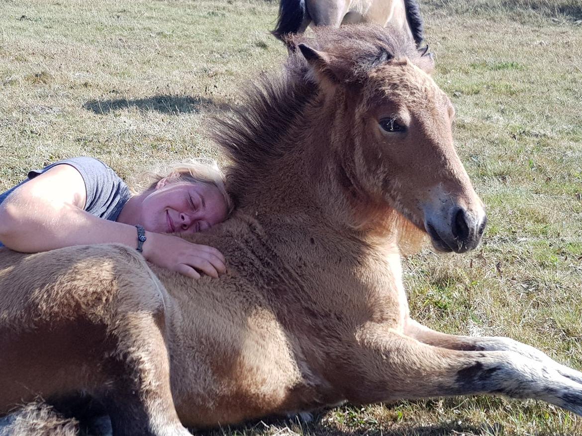 Islænder Sóldögg fra Vang billede 14