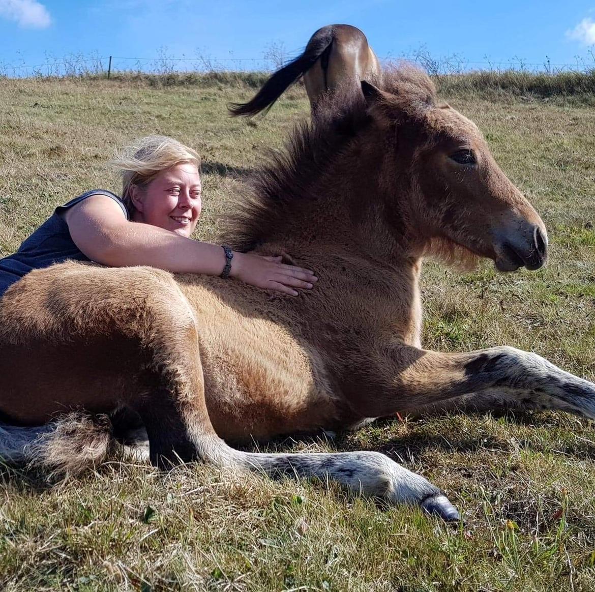 Islænder Sóldögg fra Vang billede 11
