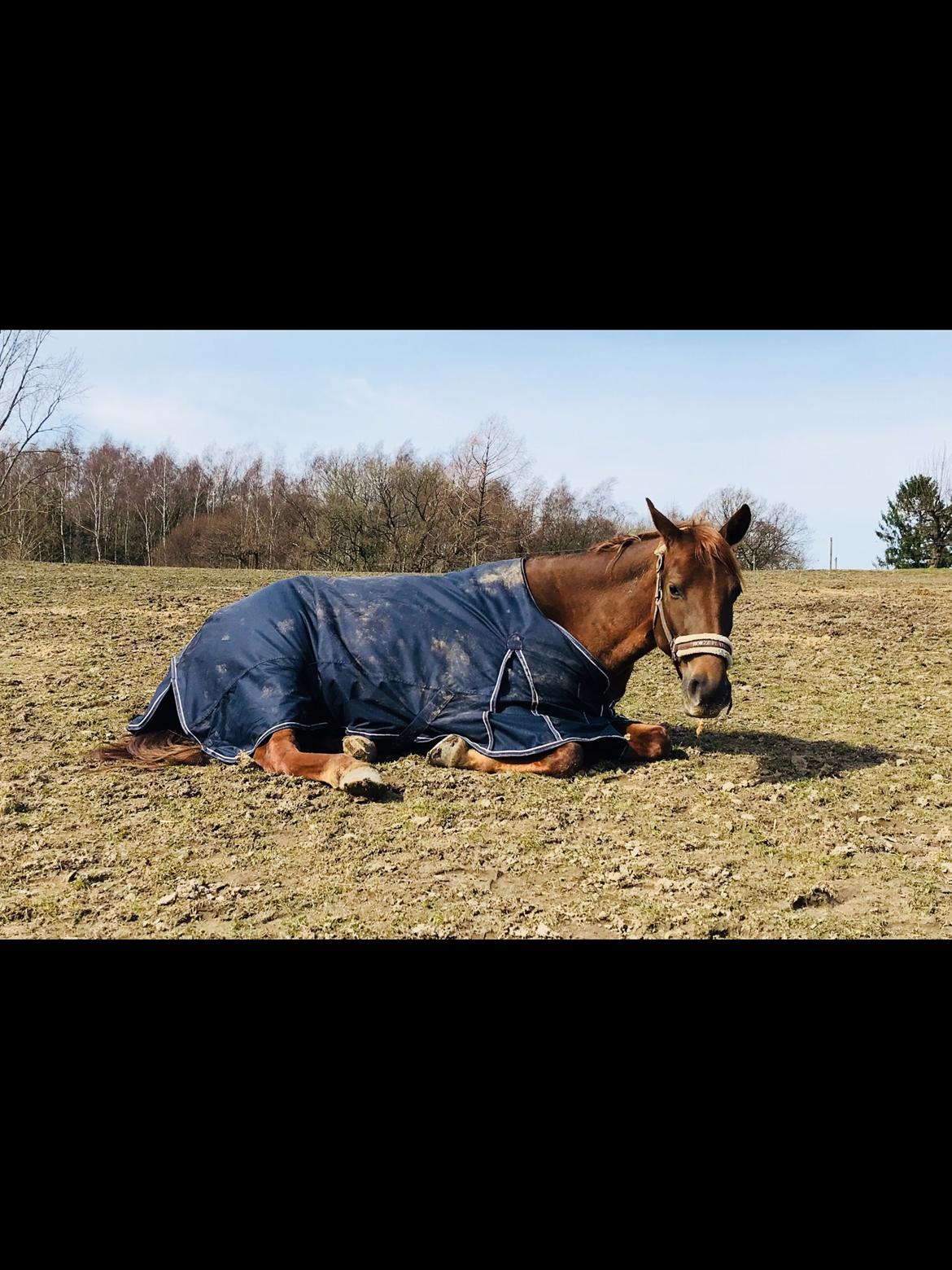 Anden særlig race Fame billede 1