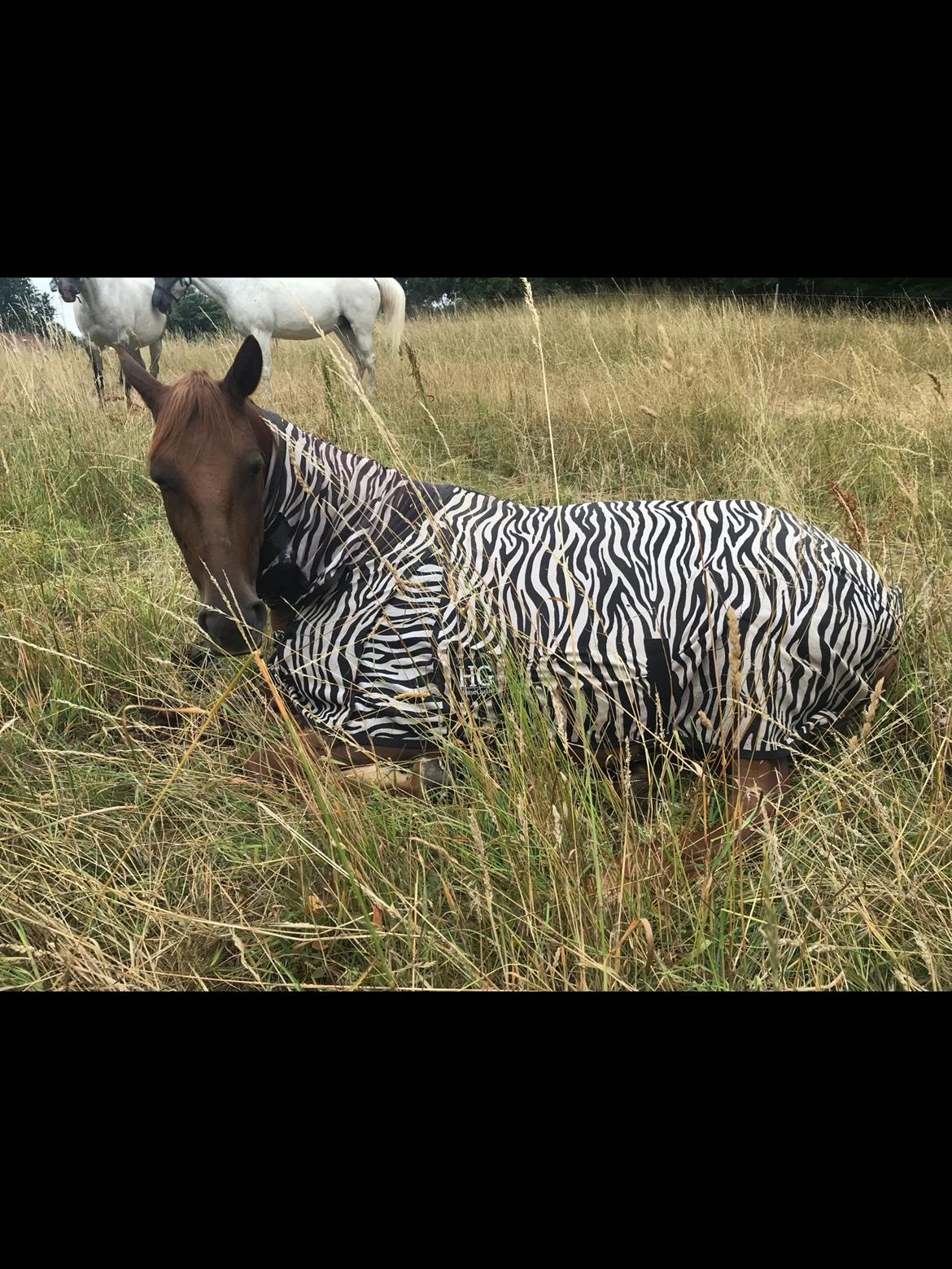 Anden særlig race Fame billede 2