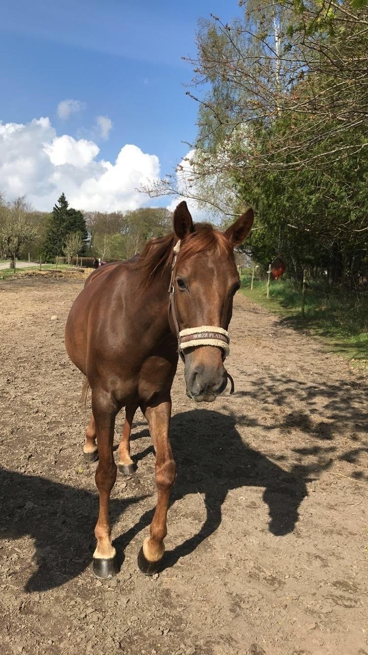 Anden særlig race Fame billede 3