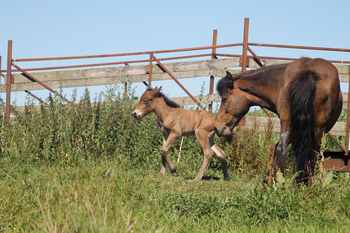 Islænder Vonadís fra Vang billede 8