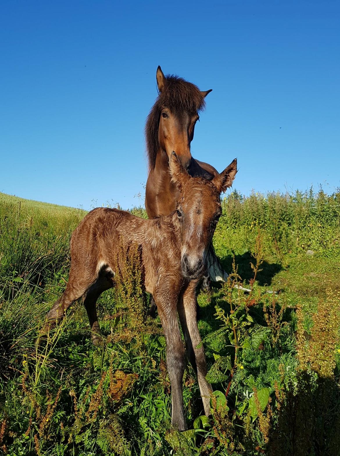 Islænder Vonadís fra Vang billede 2