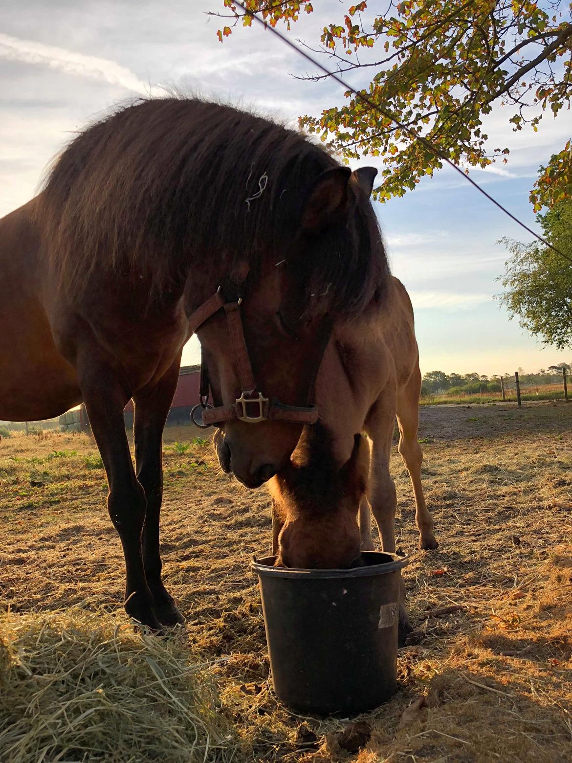 Islænder Vonadís fra Vang billede 15
