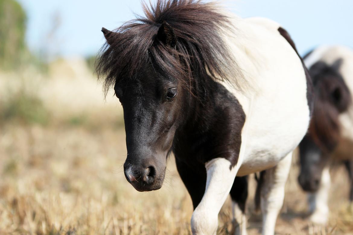 Miniature My Second Chance For Happiness - 2018 billede 2