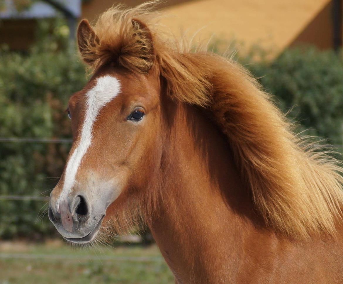 Islænder Garri fra Østervang billede 2