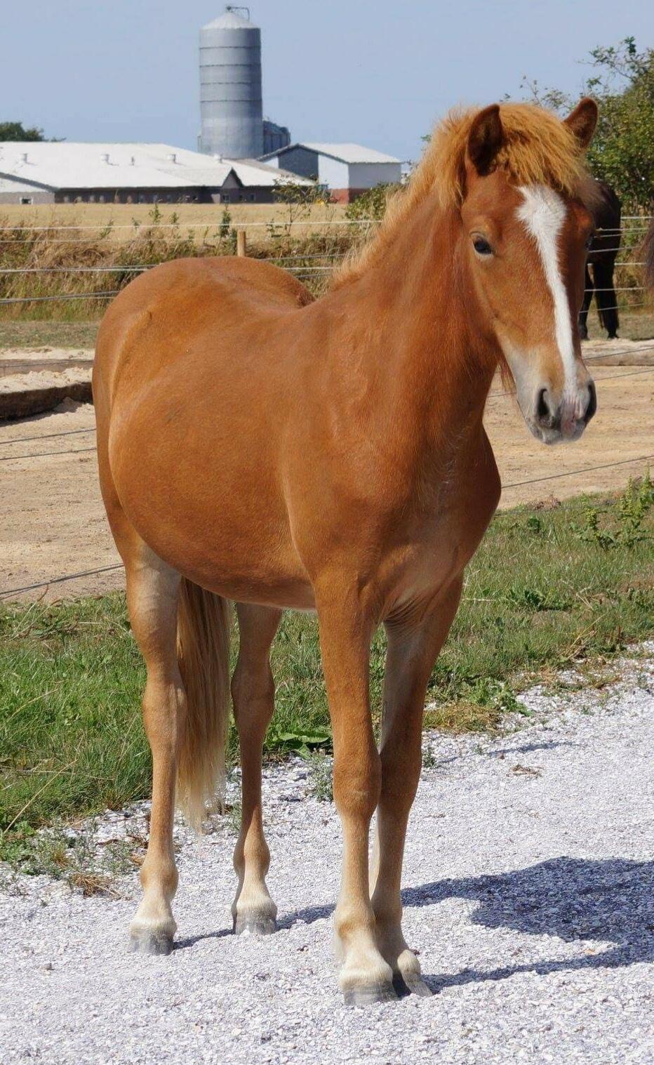 Islænder Garri fra Østervang billede 8