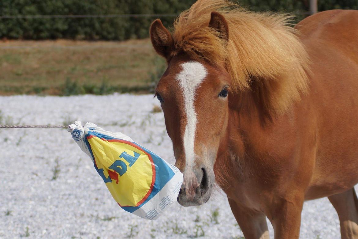 Islænder Garri fra Østervang billede 15