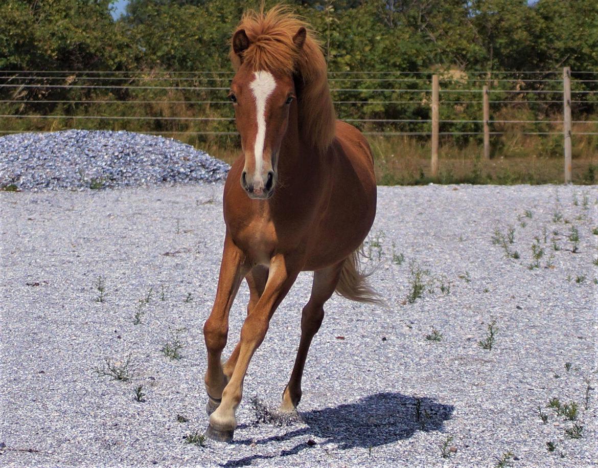 Islænder Garri fra Østervang billede 1