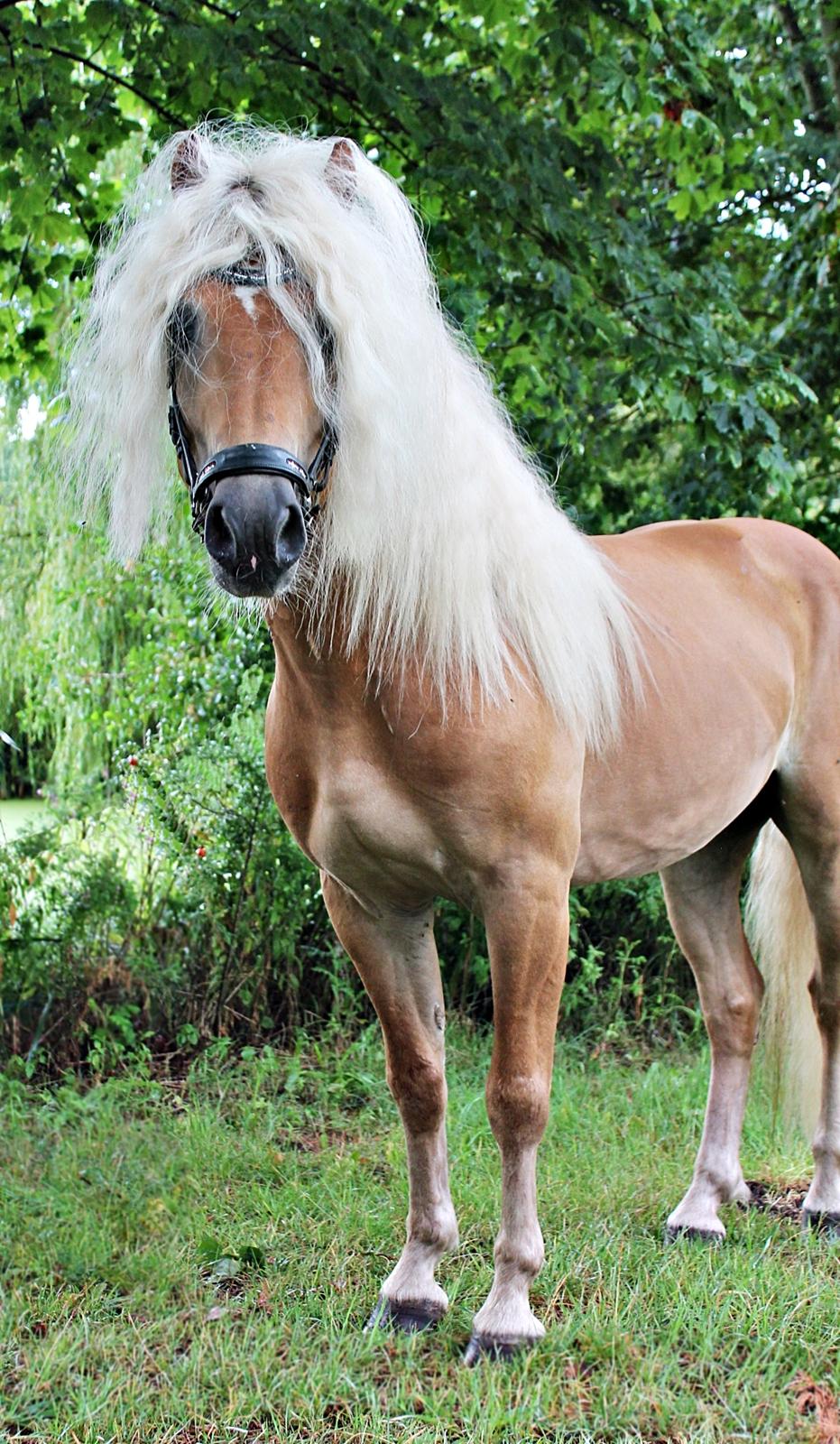 Haflinger Haflingegaarden Stingray ~ Ray ~ billede 1