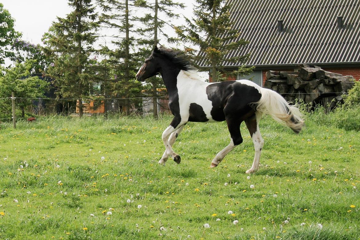 Barockpinto Honorous Jorg Ancrath billede 12