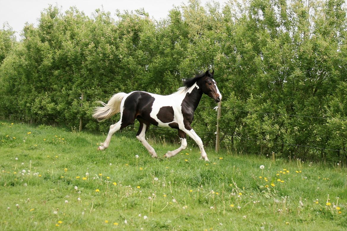 Barockpinto Honorous Jorg Ancrath billede 2